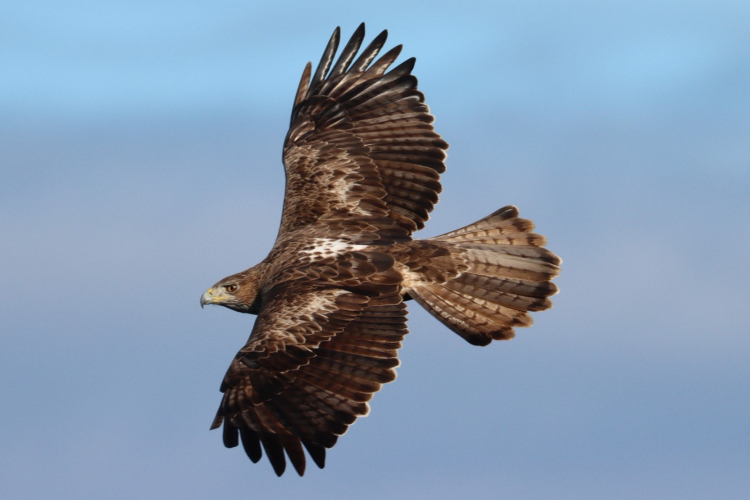 Aigle de Bonelli photo Patrice Rolli